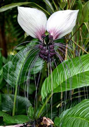 (image for) Tacca Nivea Seeds 'White Bat Plant' (5 Seeds) - Click Image to Close